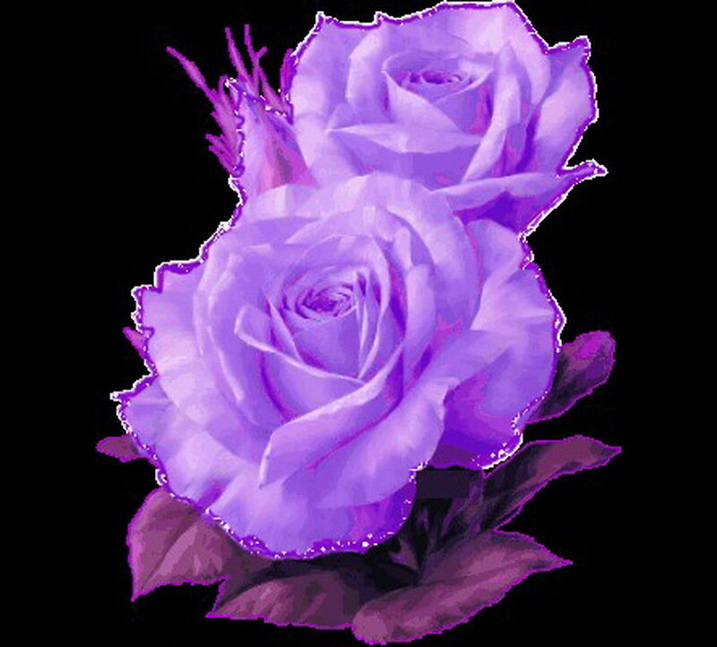 Two Purple Roses — Serene