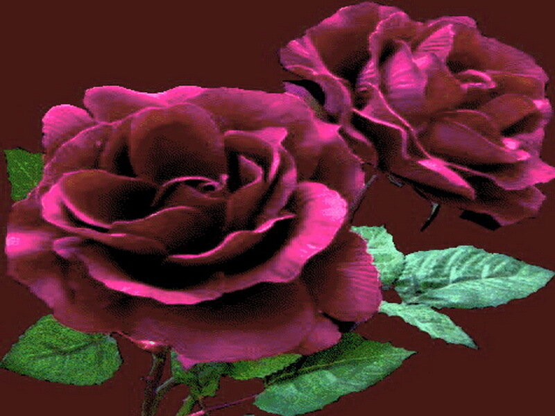Two Purple Roses