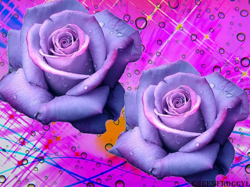Two Purple Roses — Vibrant