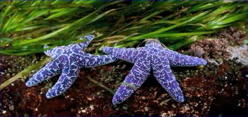Two Purple Starfish