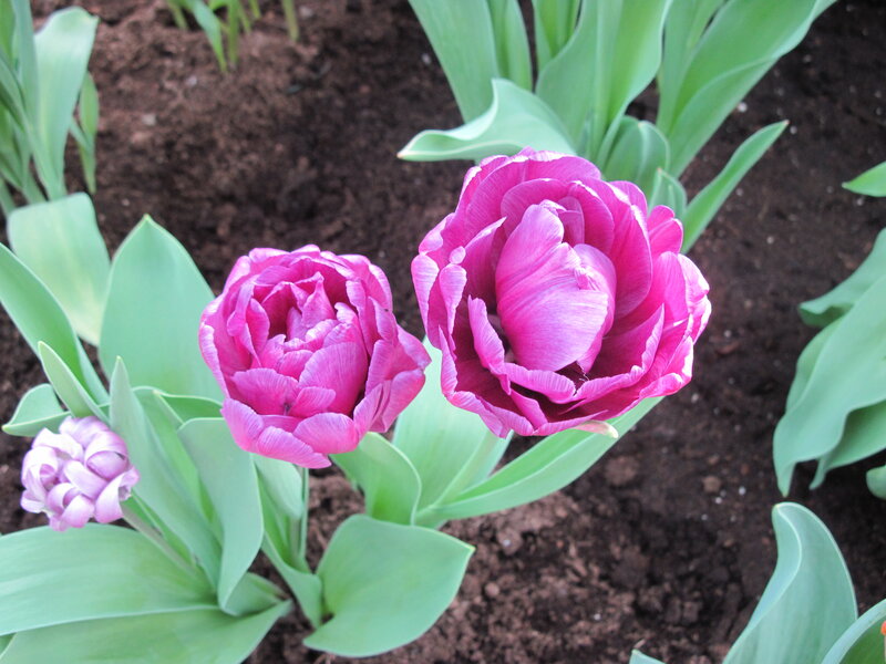 Two Purple Tulips — Calm