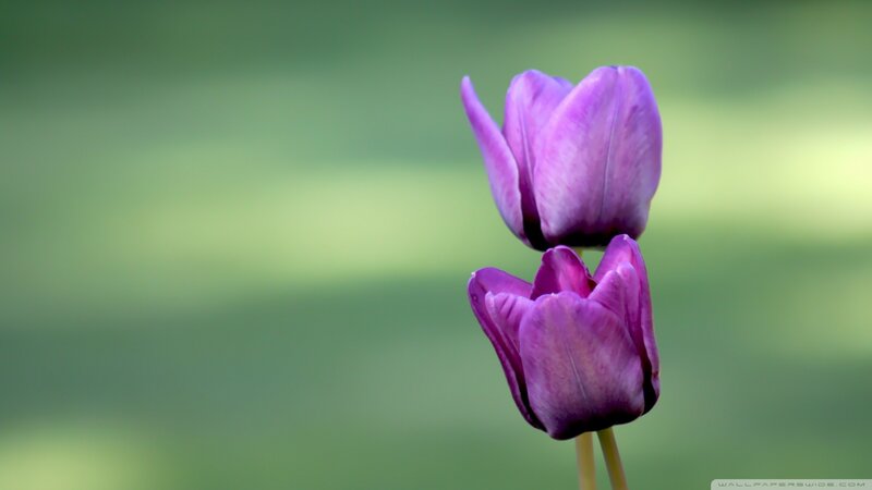 Two Purple Tulips — Serene, Photograph, Flower