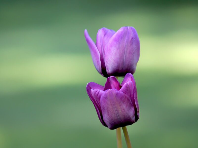 Two Purple Tulips — Serene, Photograph