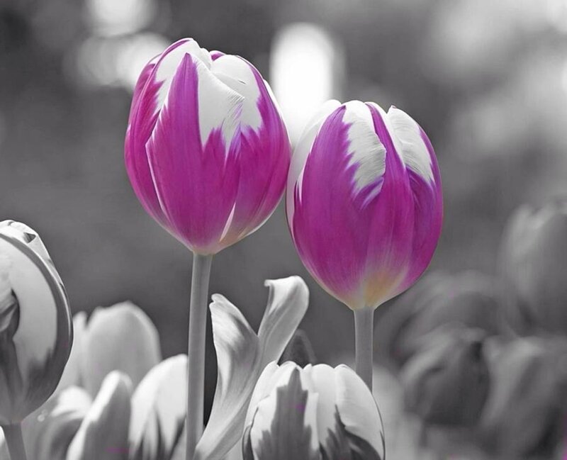Two Purple Tulips — Serene, Photograph, Tulip