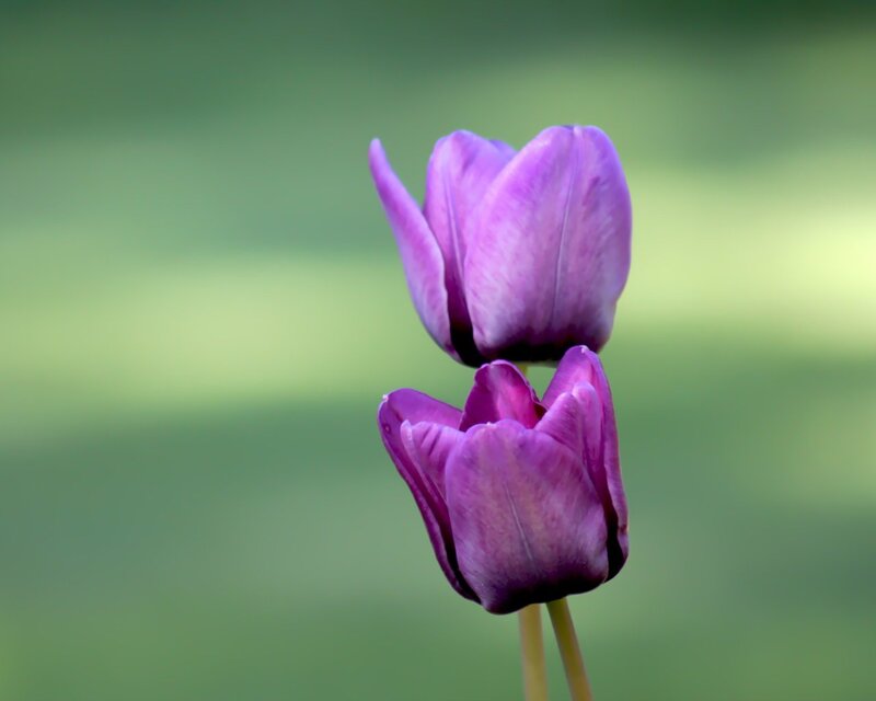 Two Purple Tulips — Serene