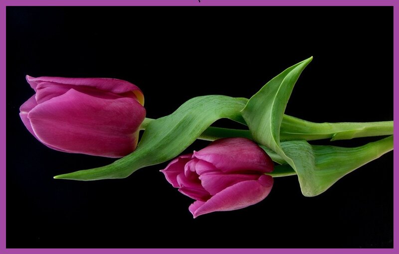 Two Purple Tulips