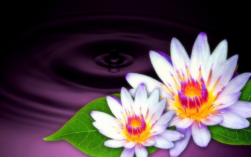 Two Purple Water Lilies