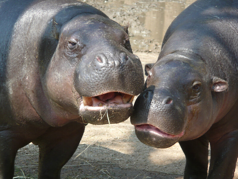Two Pygmy Hippos