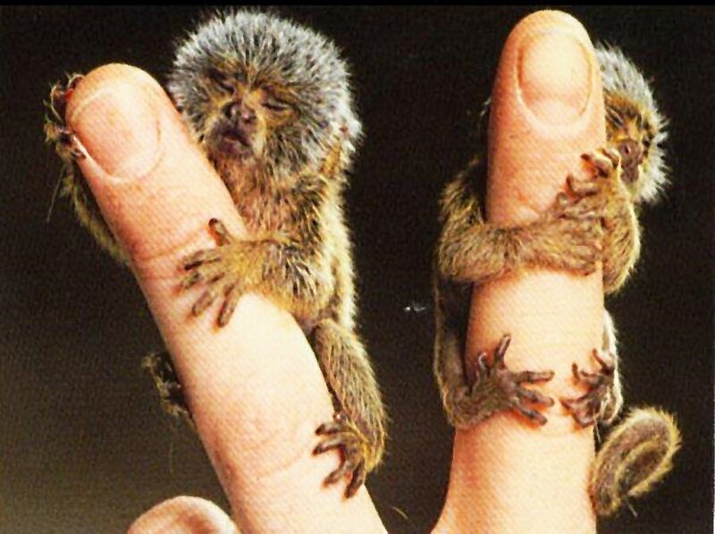 Two Pygmy Marmoset Monkeys