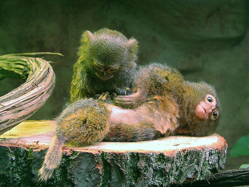 Two Pygmy Marmosets