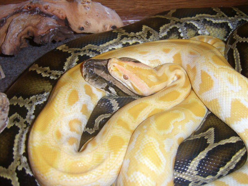 Two pythons coiled together