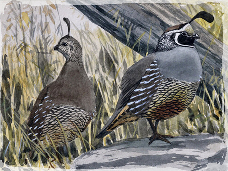 Two Quails in Grass