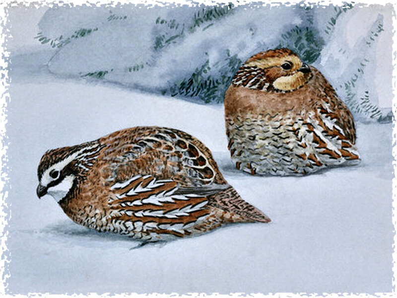 Two Quails in Snow — Brown