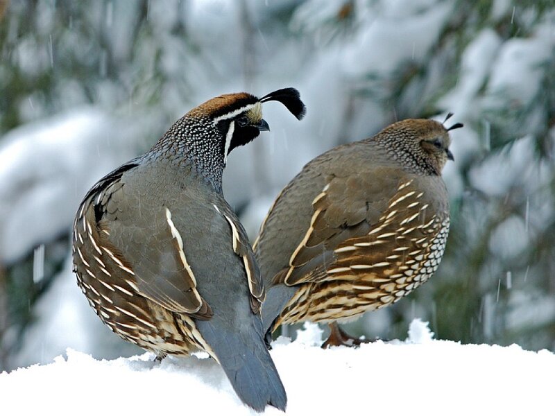 Two Quails in Snow