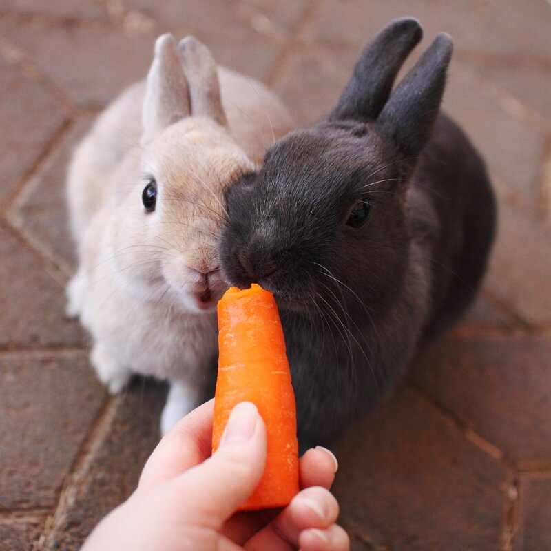 Two Rabbits Eating Carrot