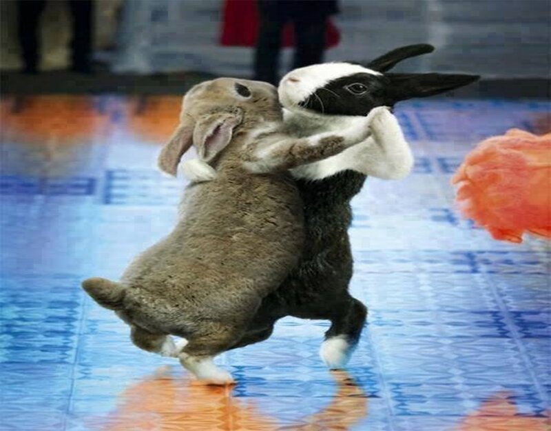 Two Rabbits Fighting — Blue
