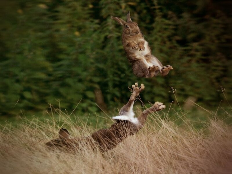 Two Rabbits Fighting