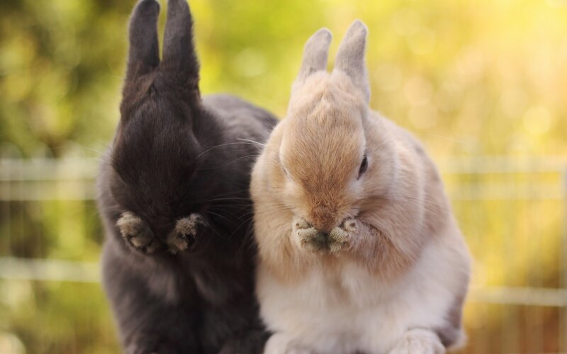 Two rabbits grooming