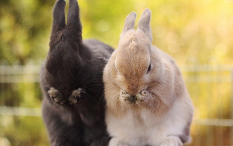 Two Rabbits Grooming — Brown, Calm, Afternoon, Photograph, Fence, Outdoor