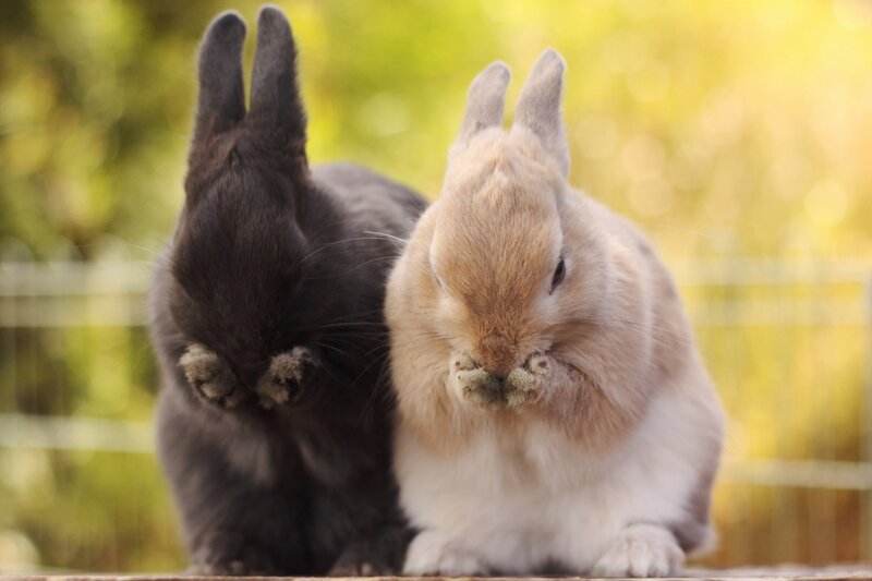 Two Rabbits Grooming — Brown, Calm, Afternoon, Photograph, Fence