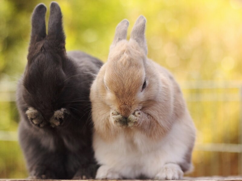 Two Rabbits Grooming — Brown, Calm, Afternoon, Photograph