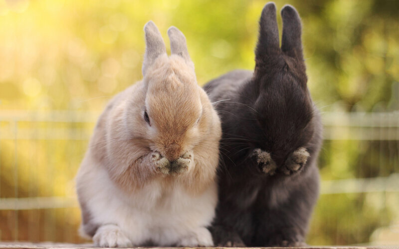 Two Rabbits Grooming — Brown, Calm, Afternoon
