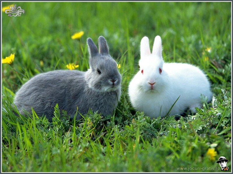 Two rabbits in a grassy field
