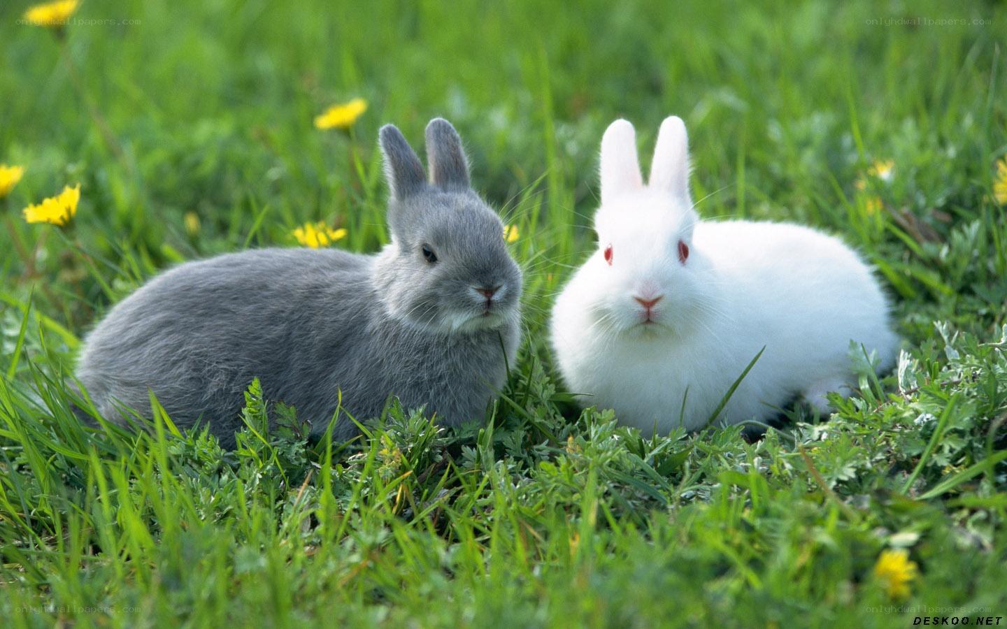 Two rabbits in a grassy field