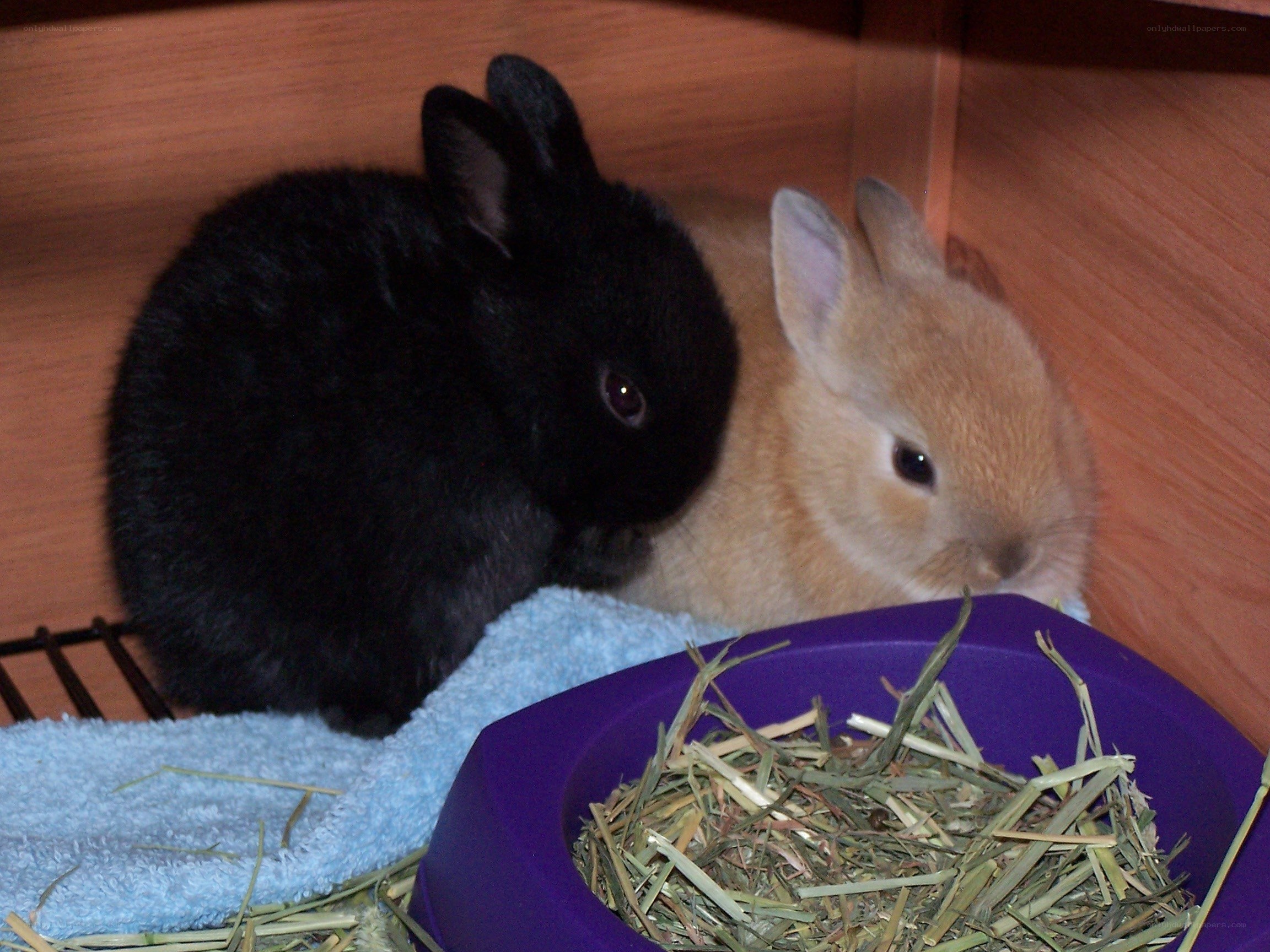 Two rabbits in a hutch