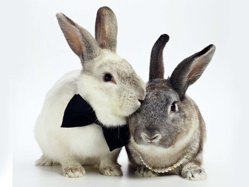 Two Rabbits in Accessories