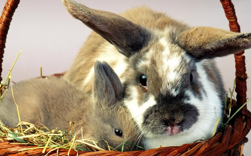 Two Rabbits in Basket — Brown, Calm, Photograph