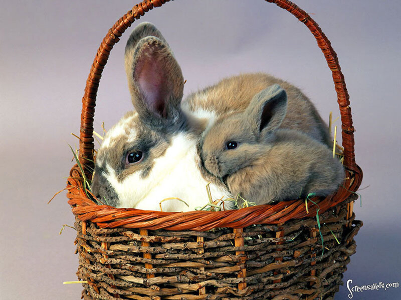 Two Rabbits in Basket — Brown, Calm