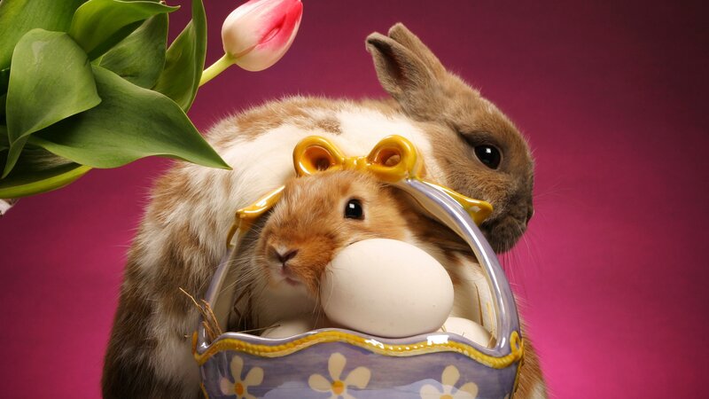 Two Rabbits in Basket — Purple, Festive, Spring, Photograph