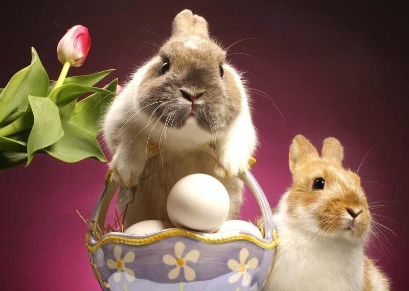 Two Rabbits in Basket — Purple, Festive, Spring
