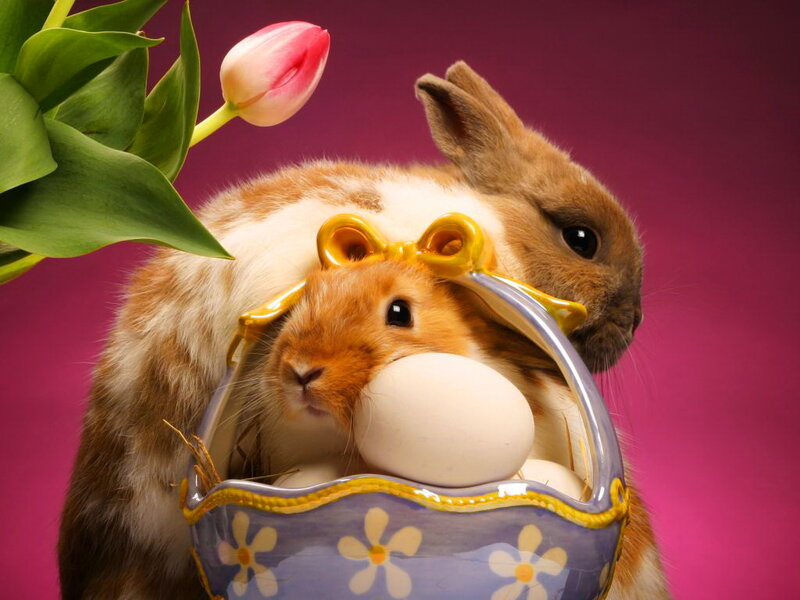 Two Rabbits in Basket — Purple, Festive