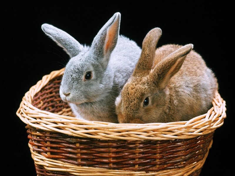 Two Rabbits in Basket