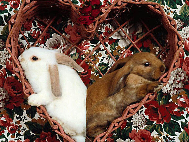 Two Rabbits in Basket — White, Calm, Photograph