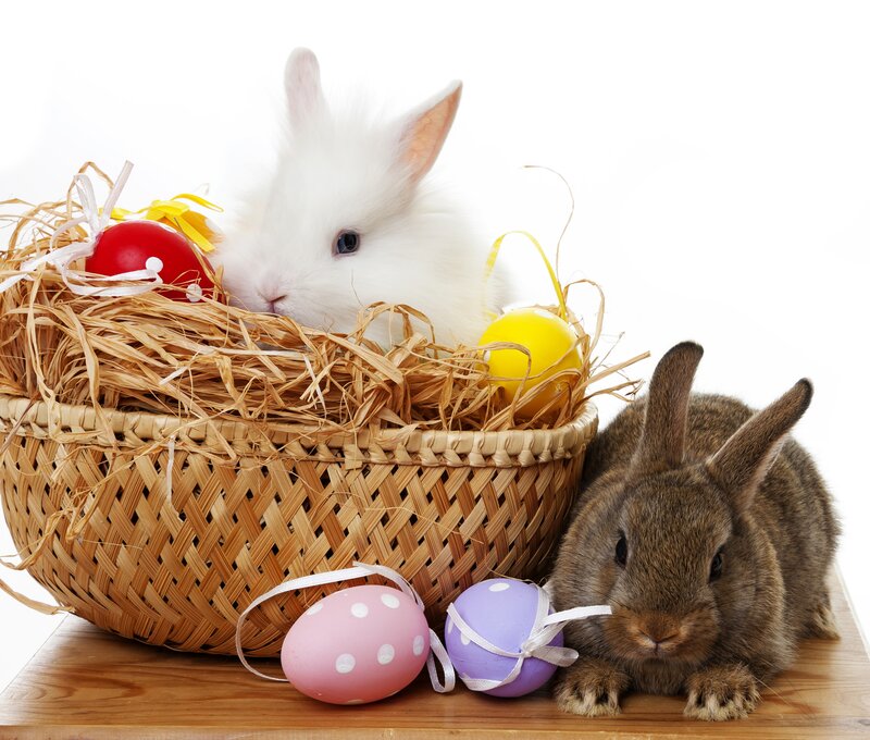 Two Rabbits in Basket — White, Calm