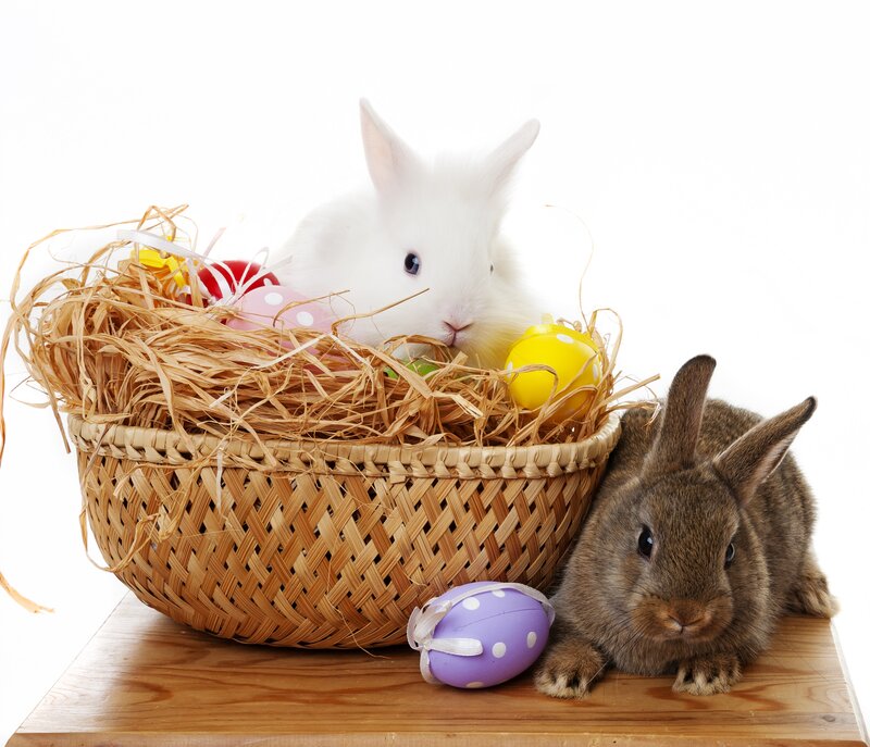 Two Rabbits in Basket — White