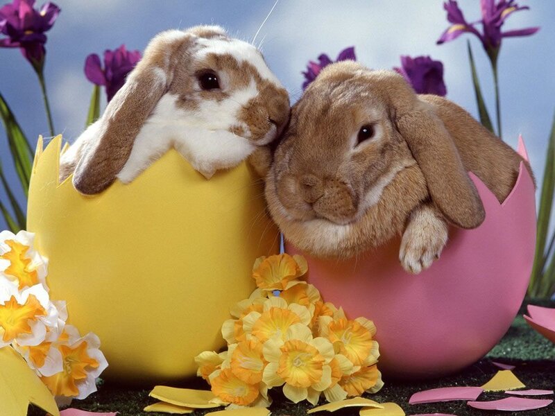 Two Rabbits in Eggs — Yellow