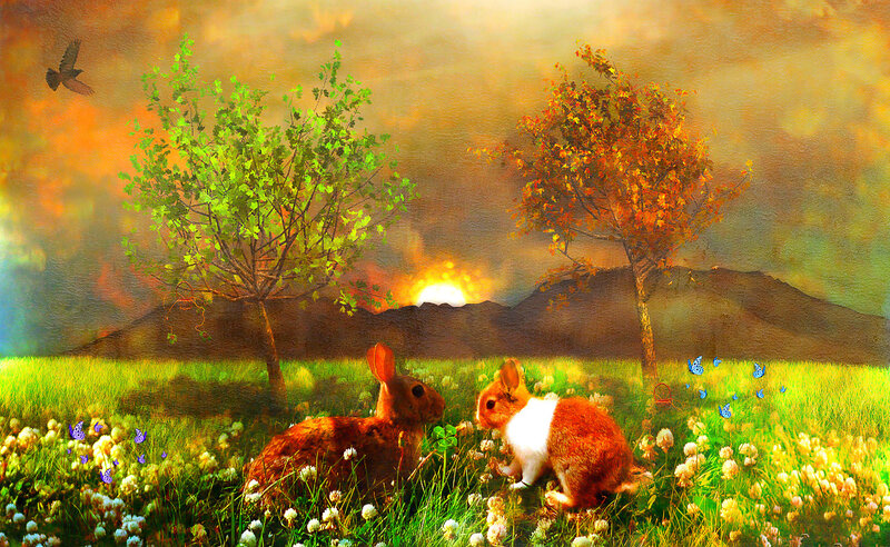 Two Rabbits in Field
