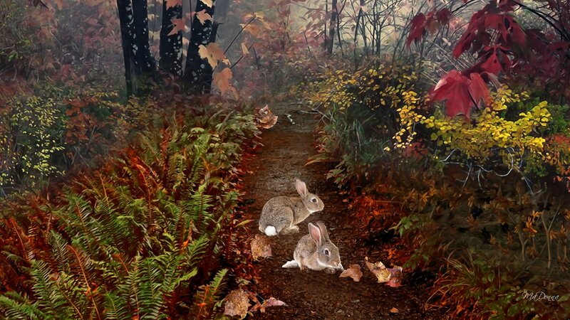 Two Rabbits in Forest — Brown