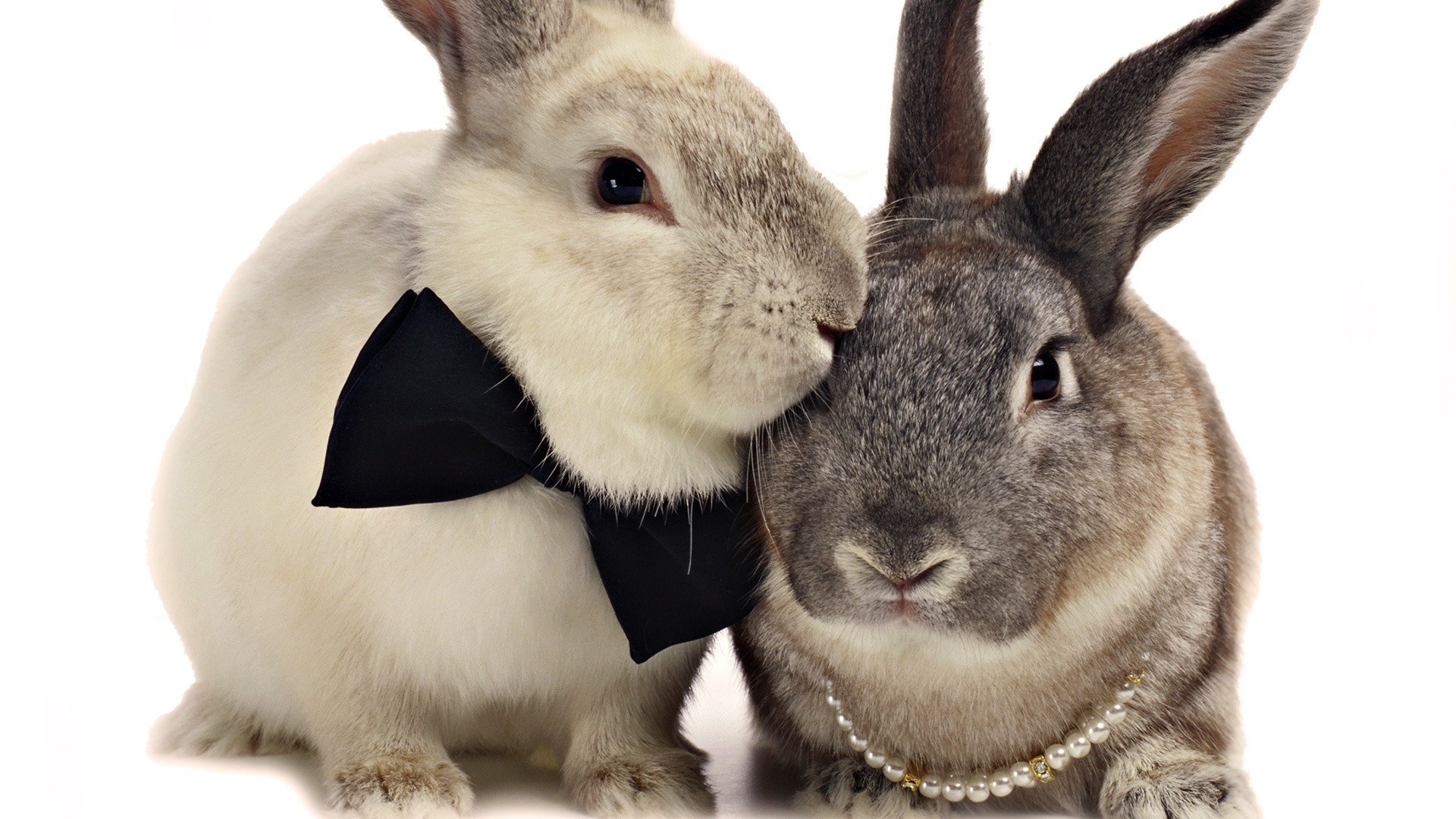 two rabbits in formal wear