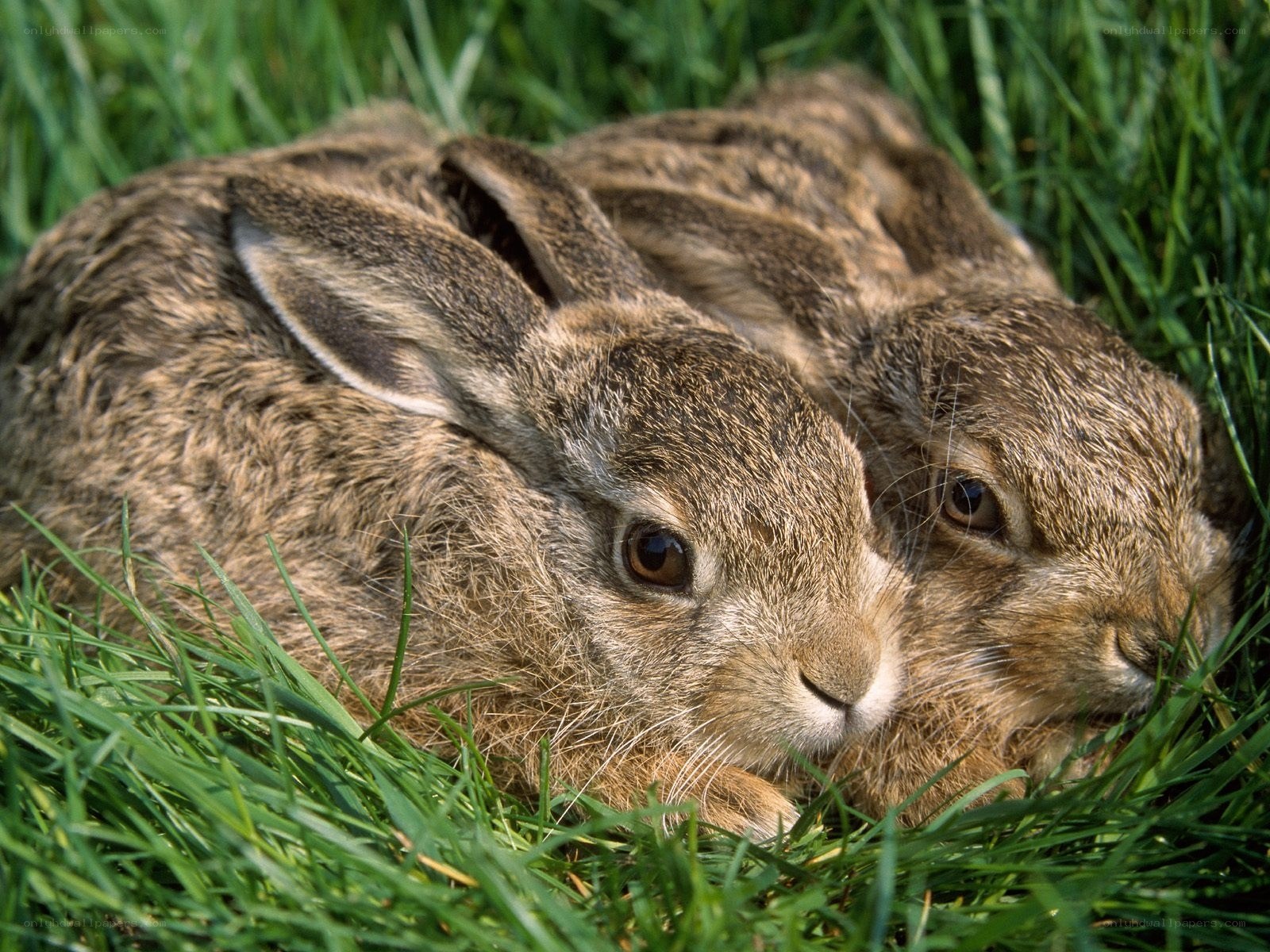 Two rabbits in grass