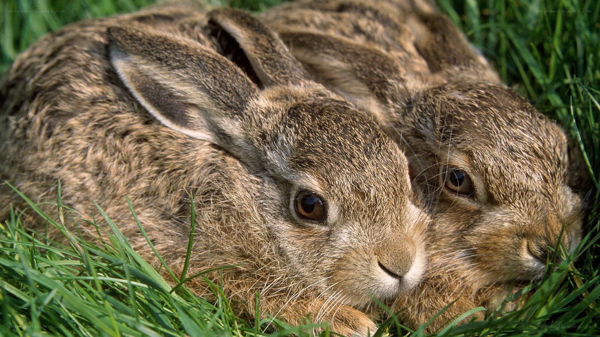 Two rabbits in grass