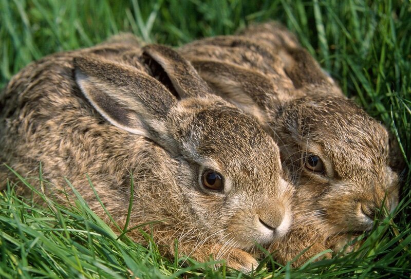 two rabbits in grass