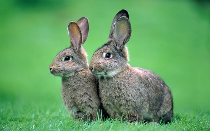 Two rabbits in grass