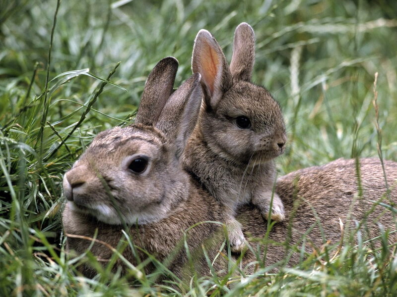 Two Rabbits in Grass — Brown, Calm, Afternoon, Photograph
