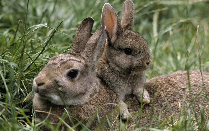 Two Rabbits in Grass — Brown, Calm, Photograph