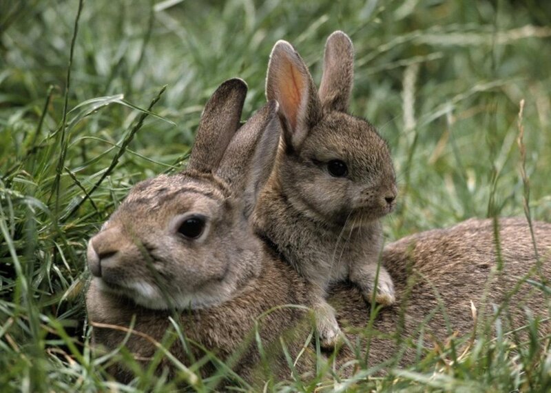 Two Rabbits in Grass — Brown, Calm